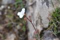 Saxifraga corsica